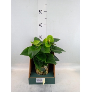 Anthurium andr. 'Smaragd'