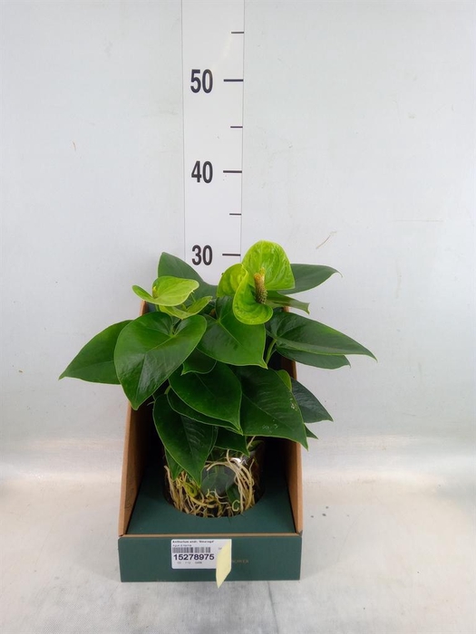 <h4>Anthurium andr. 'Smaragd'</h4>