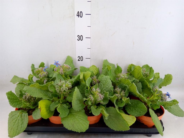 <h4>Tuinkruiden   ...</h4>