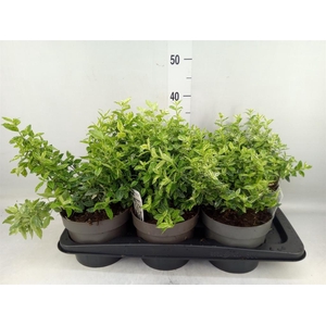 Euonymus fortunei 'Harlequin'