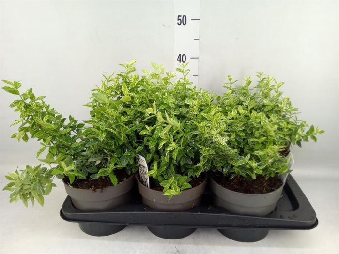 <h4>Euonymus fortunei 'Harlequin'</h4>