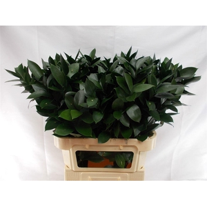 RUSCUS HYPOPHYLLUM