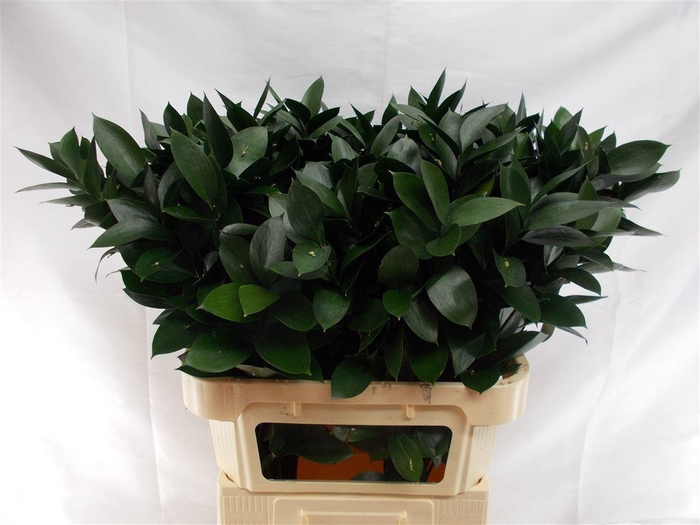 <h4>RUSCUS HYPOPHYLLUM</h4>