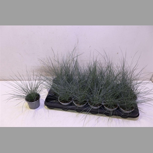 Fest Glauca