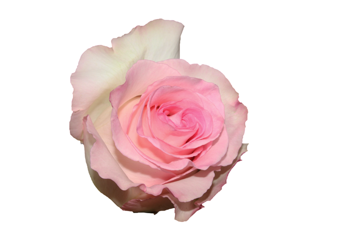 <h4>R Gr Mandala Bicolor 60cm EC</h4>