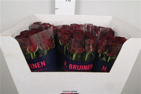 <h4>R Gr Dark Knight</h4>