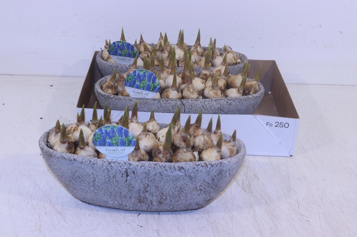 <h4>ARR MUSCARI</h4>