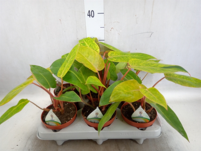 <h4>Philodendron  'Painted Lady'</h4>