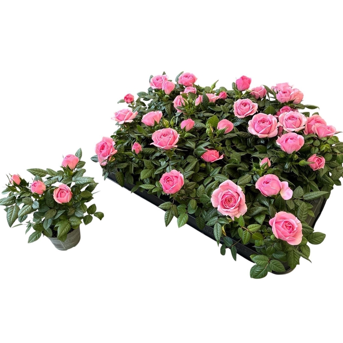 <h4>RO HARMONIE KORDANA</h4>