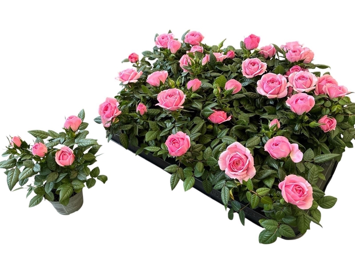 <h4>RO HARMONIE KORDANA</h4>