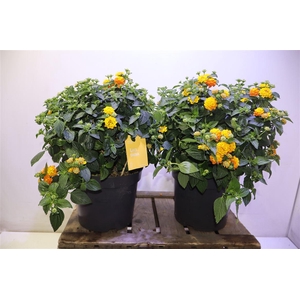 arr8 Lant Cam Sim Orange