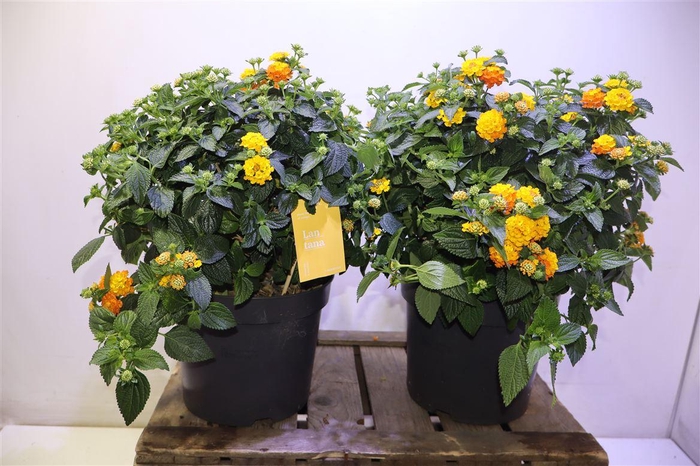 <h4>Lant Cam Sim Orange</h4>