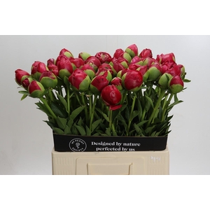 Paeonia Command Performance Xxl