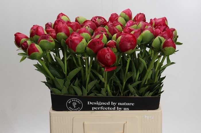 <h4>Paeonia Command Performance XXL</h4>