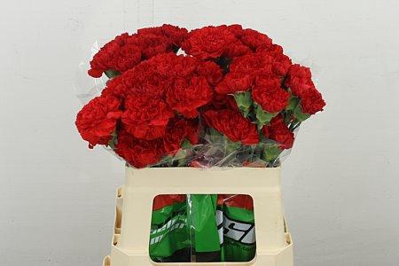 <h4>DI SHT DON PEDRO 55</h4>