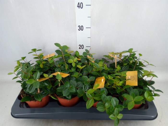 <h4>Peperomia  'Rocca Scuro'</h4>