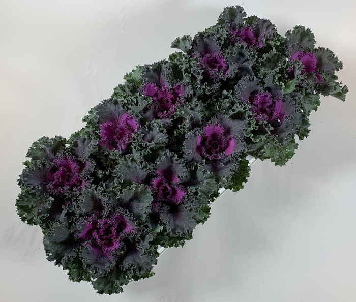 <h4>Brassica oleracea</h4>