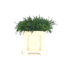 Conifeer Cryptomeria