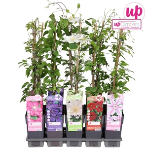 Clematis mix tray grootbloemig P15
