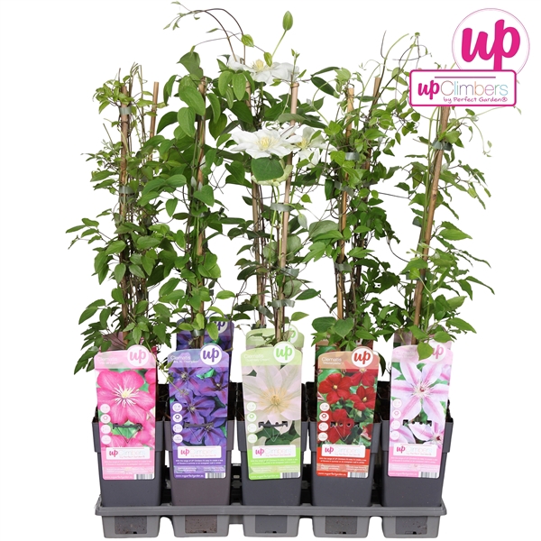 <h4>Clematis mix tray grootbloemig P15</h4>