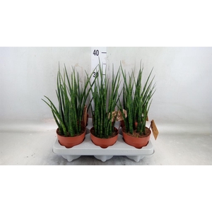 Sansevieria  'Fernwood'