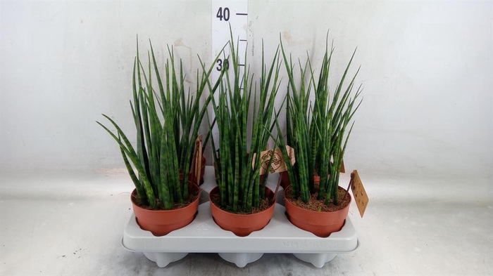 <h4>Sansevieria  'Fernwood'</h4>