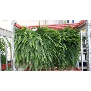 Nephrolepis exal. 'Green Lady'