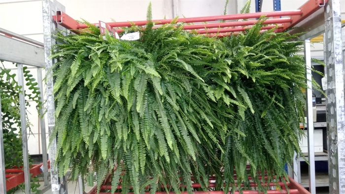 <h4>Nephrolepis exal. 'Green Lady'</h4>