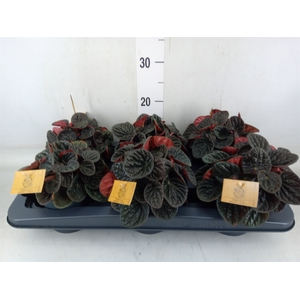 Peperomia