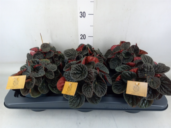 <h4>Peperomia</h4>