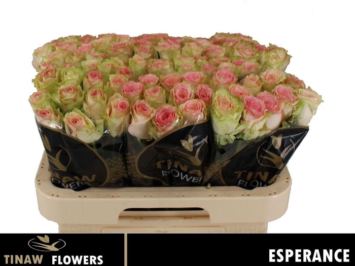 <h4>R Gr Esperance</h4>