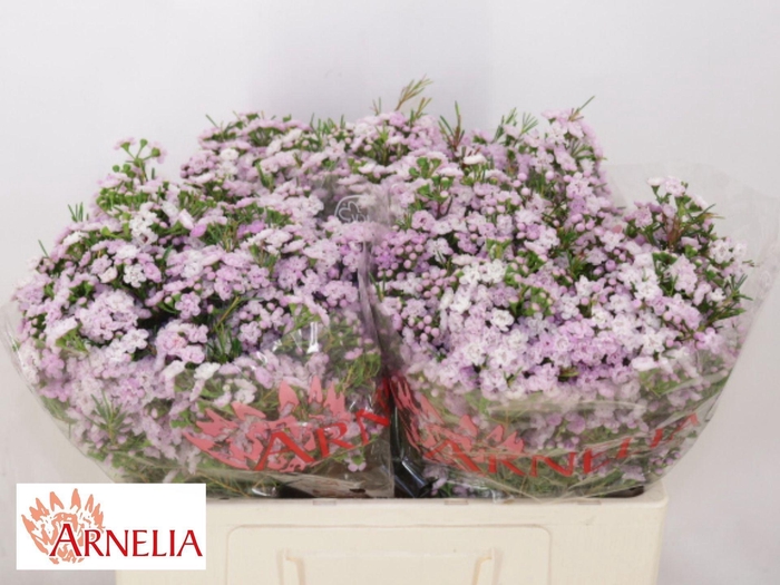 <h4>WAXFLOWER DANCING QUEEN CHAME UN DA</h4>