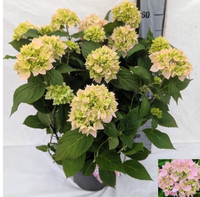 <h4>HYDR M BOUQUET ROSE</h4>