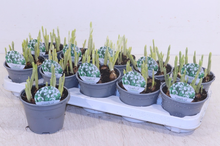 <h4>GALANTHUS HIPPOLYTA</h4>