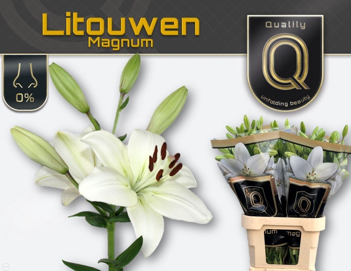 <h4>LILIUM LONG. X ASI. 'LITOUWEN'</h4>