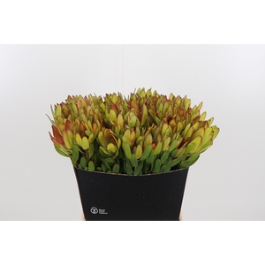Leucadendron Saf Goldstrik