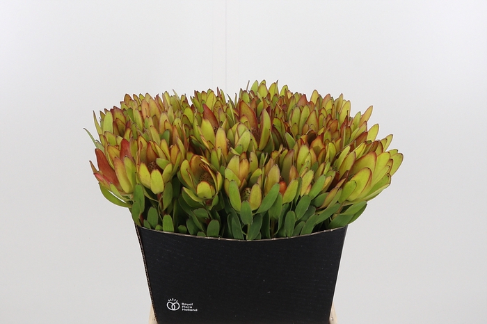 <h4>Leucadendron Saf Goldstrik</h4>
