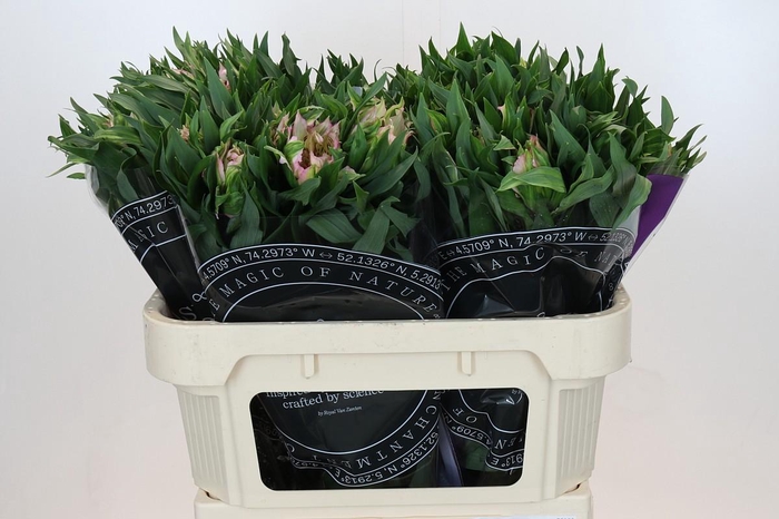 Alstroemeria Astronova Thabit