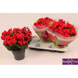 Begonia half Betulia 19Ø 35cm