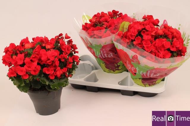 Begonia half Betulia 19Ø 35cm