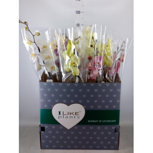 Phalaenopsis   ...mix