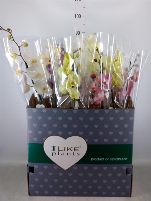 <h4>Phalaenopsis   ...mix</h4>