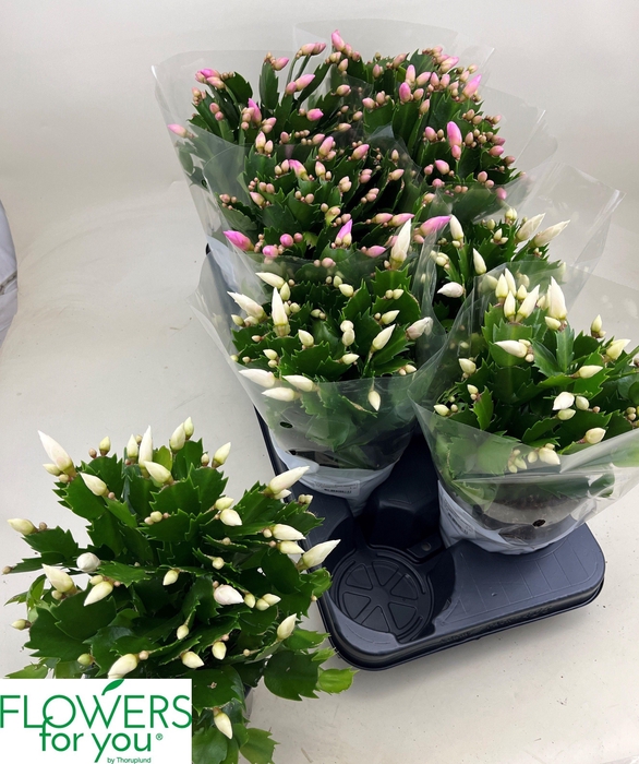 <h4>SCHLUMB GEM 2 KL</h4>