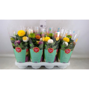 Chrysanthemum  'FlowPop'   ...mix