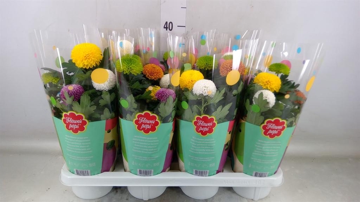 <h4>Chrysanthemum  'FlowPop'   ...mix</h4>