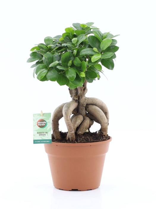 <h4>Ficus Ginseng</h4>