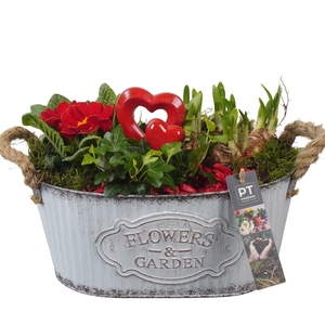 PTVO3606 Arrangement Valentine Outdoor in metalen schaal