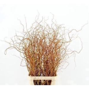 SALIX GOLDEN CURLS