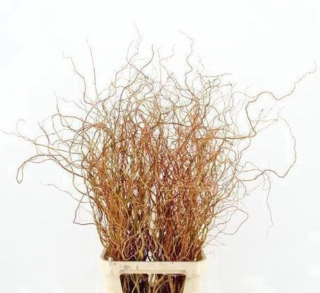 <h4>SALIX GOLDEN CURLS</h4>