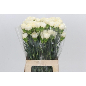 Dianthus St Rodas Creme